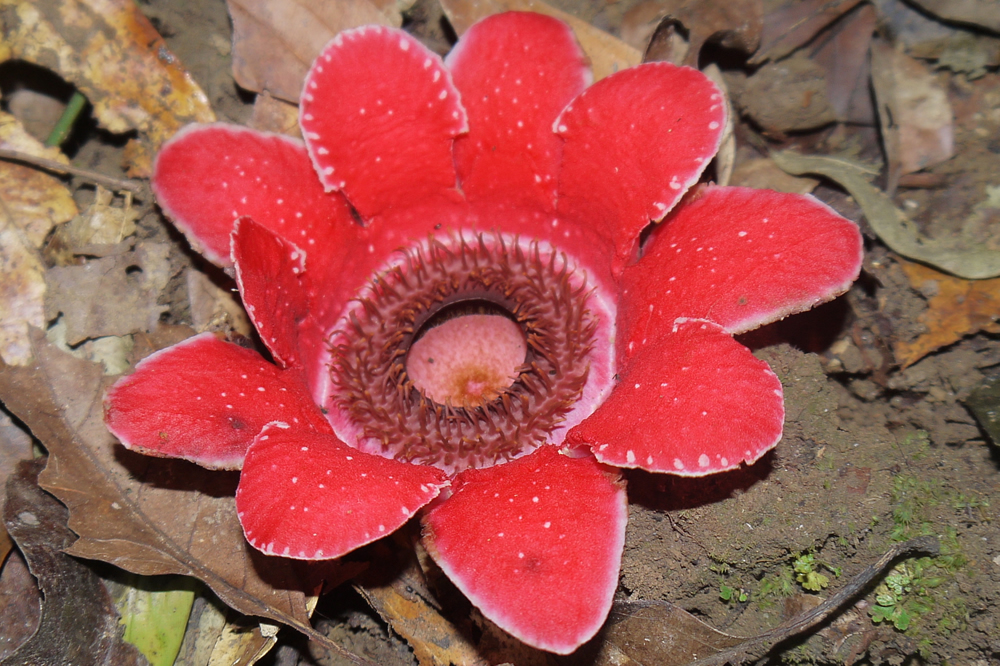  Sapria myanmarensis (Rafflesiaceae)1