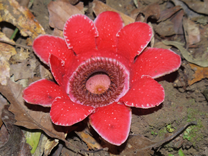 Flowering plants