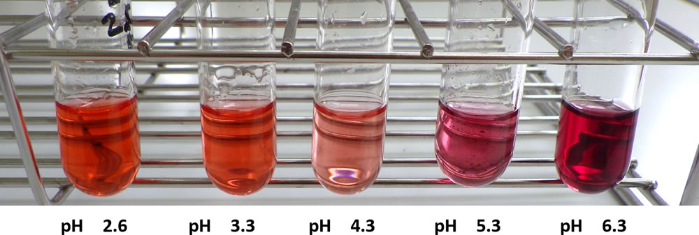 In vitro reconstruction using flower pigments of Amherstia nobilis