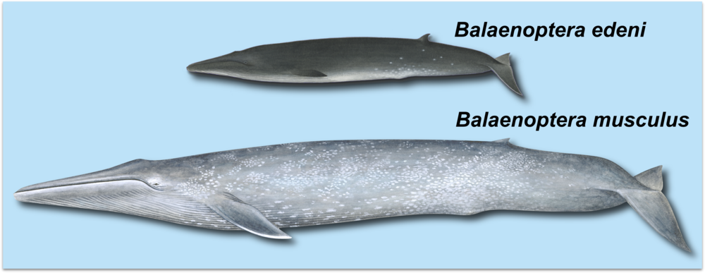 Balaenoptera edeni and Balaenoptera musculus