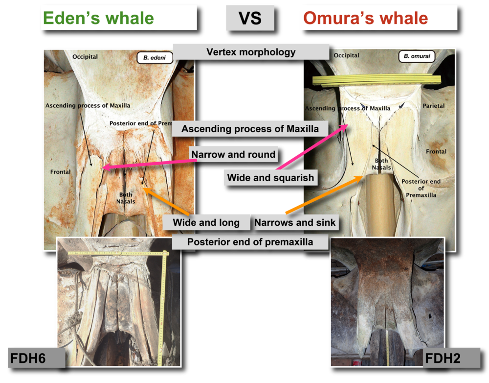 Eden's whale vs Omura's whale