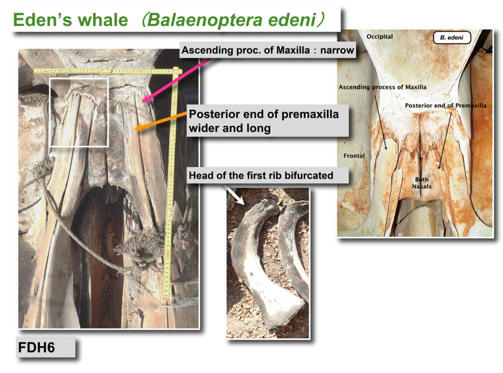 Eden's whale premaxilla