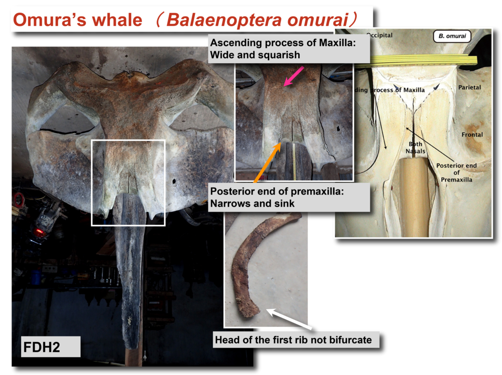Omura's whale premaxilla