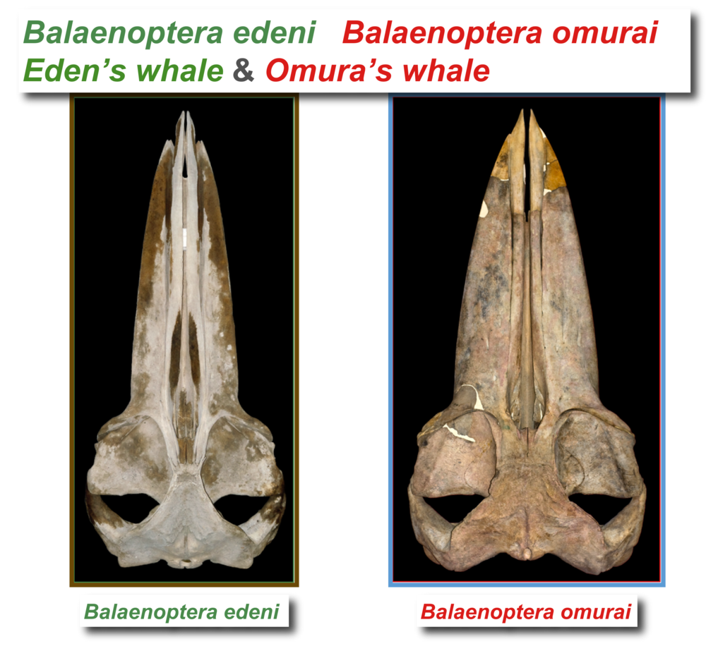 Eden's whale and Omura's whale