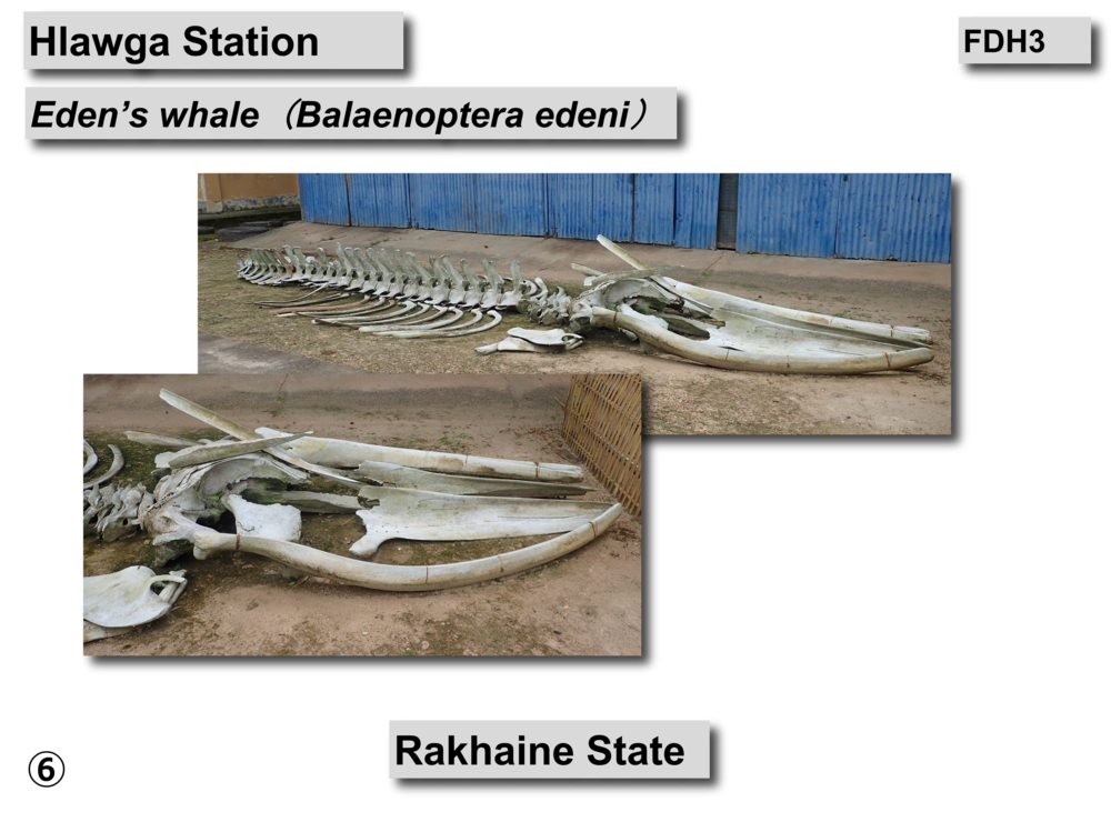 Eden's whale skeleton02