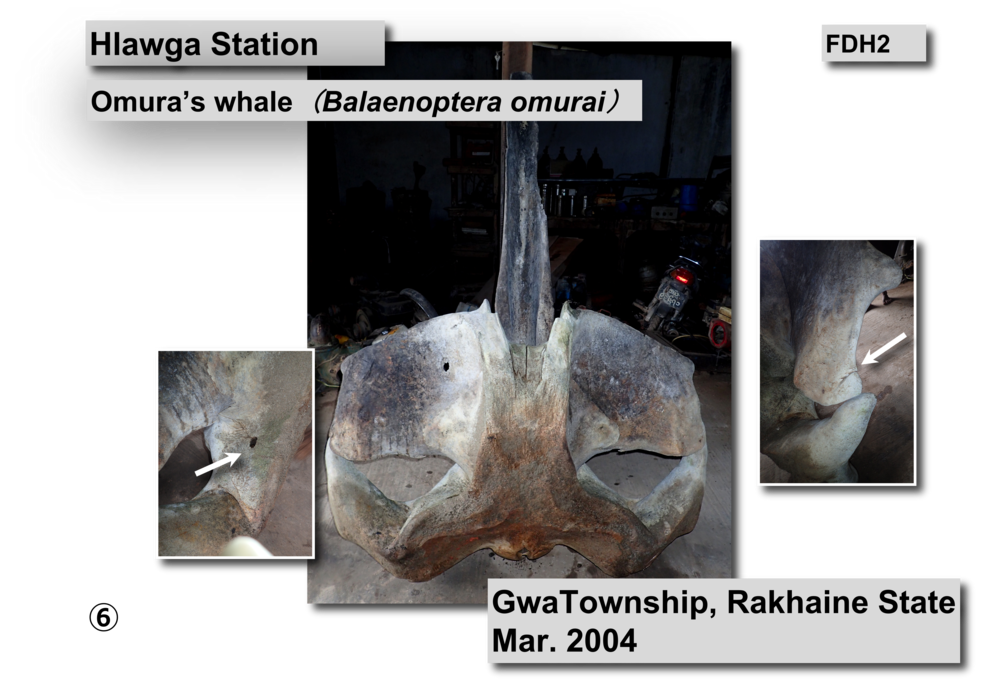 Omura's whale  skeleton01