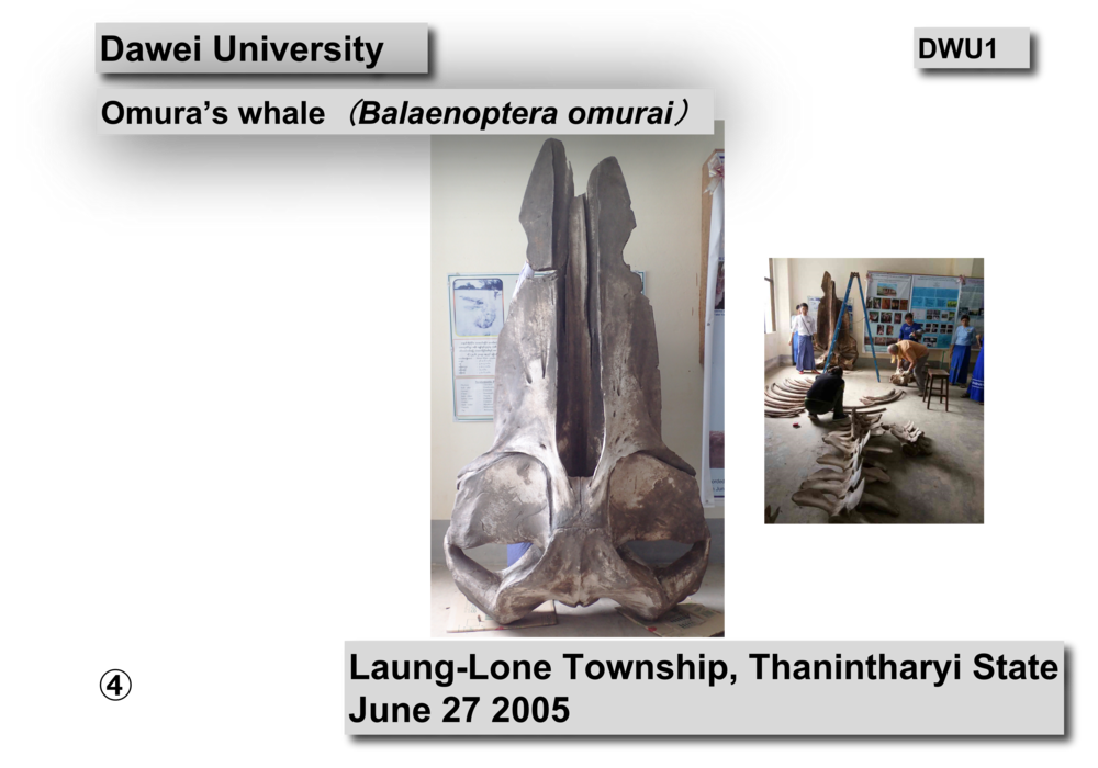 Omura's whale skeleton02