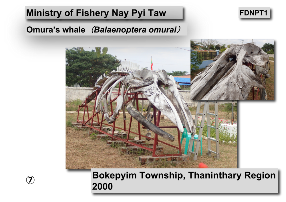 Omura's whale skeleton03