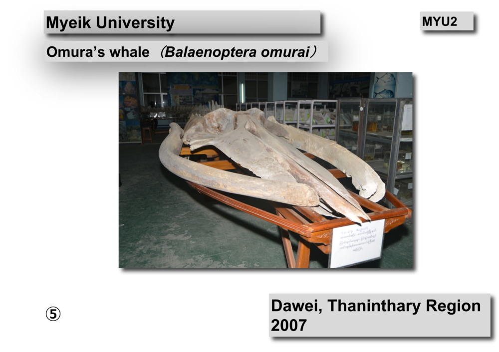 Omura's whale  skeleton04