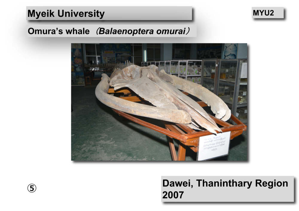 Omura's whale skeleton04