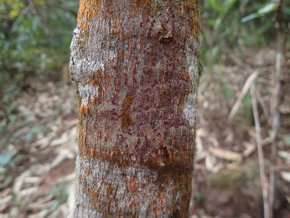 Cruentotrema thailandicum Rivas Plata, Papong & Lumbsch