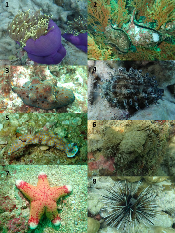 marine_invertebrates
