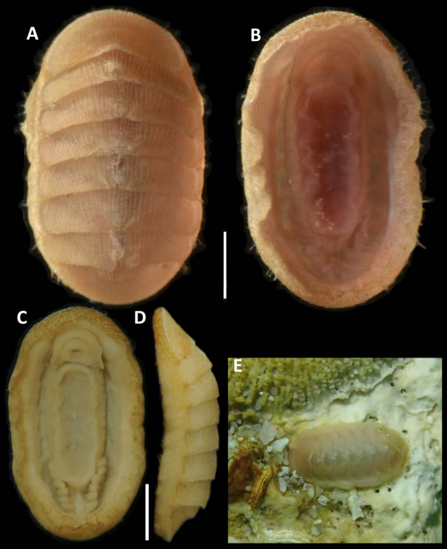 a_new_species_of_the_chitons