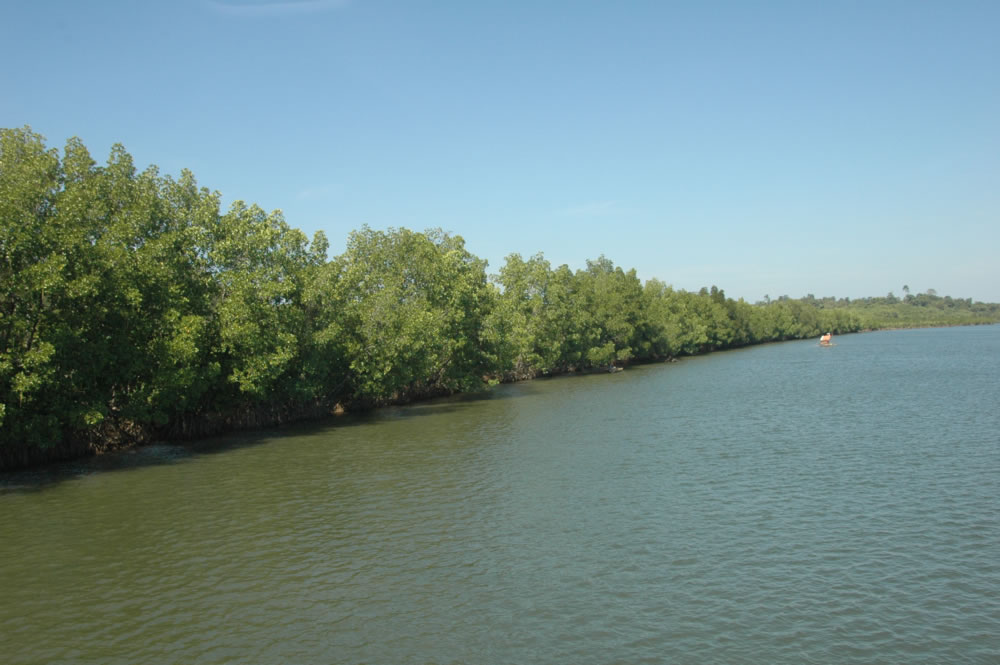 イラワジ川の河口域に広がるマングローブ林