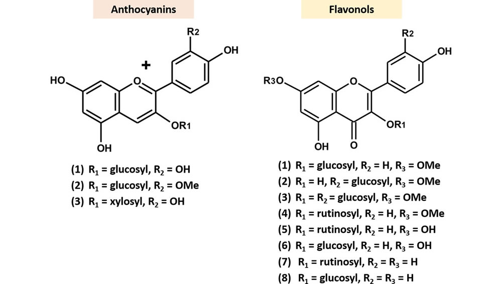 ヨウラクボクの花に含まれるアントシアニンとフラボノイド