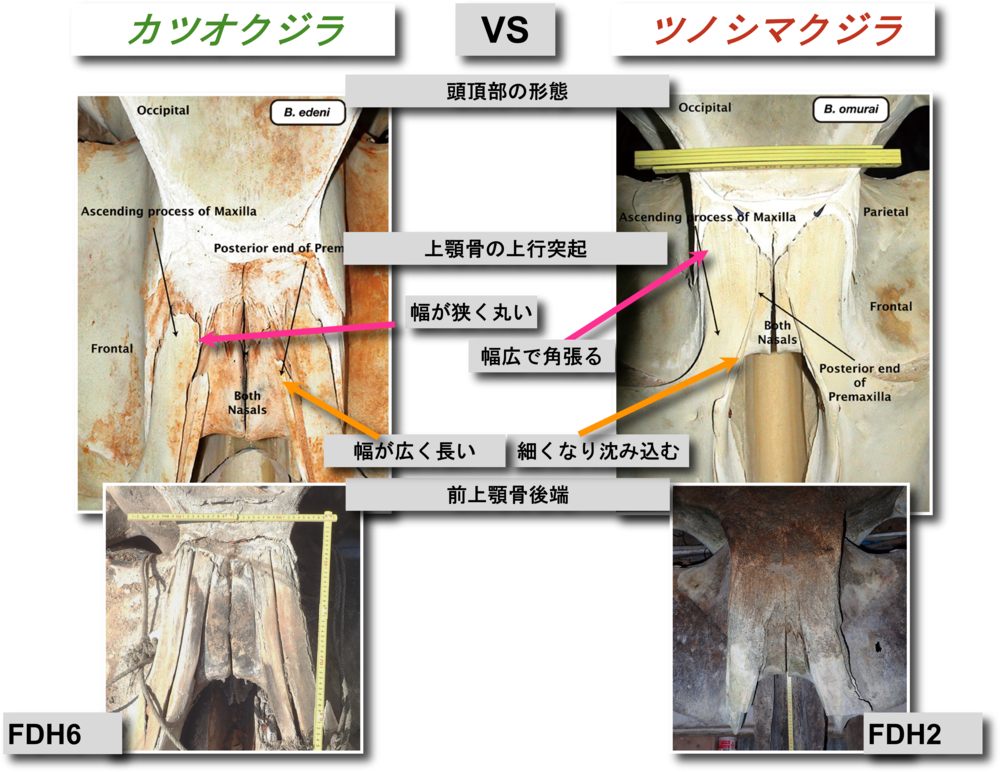 カツオクジラvsツノシマクジラ