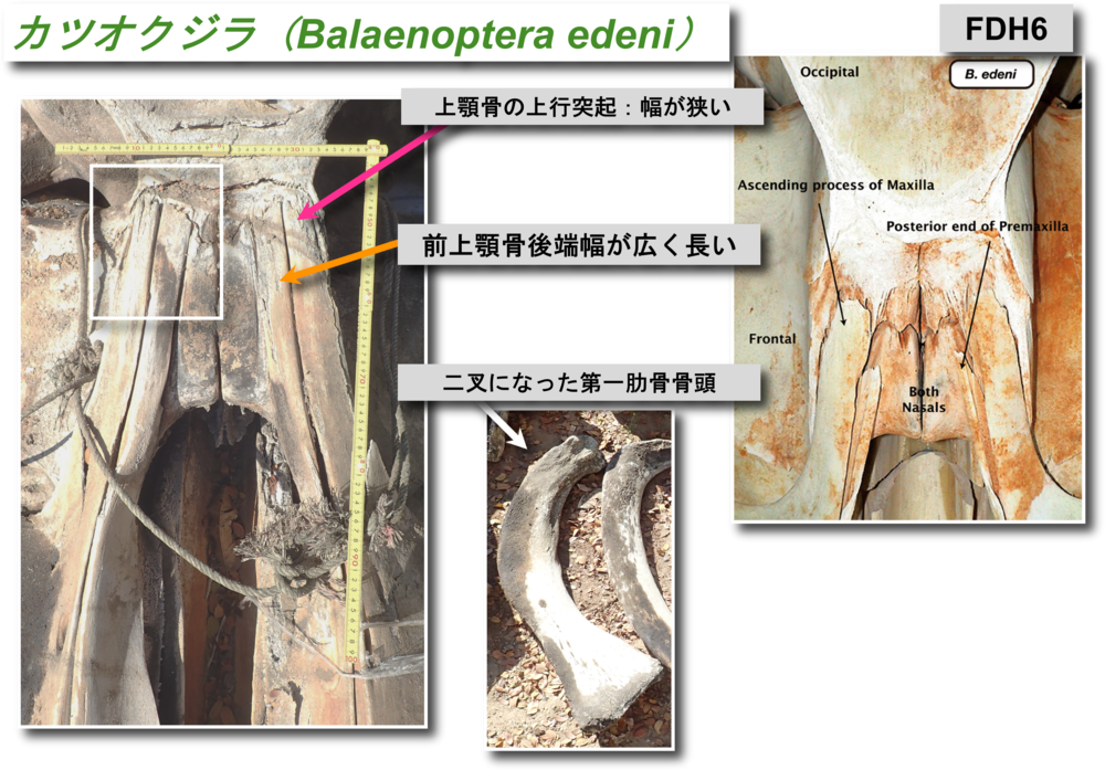 カツオクジラ顎