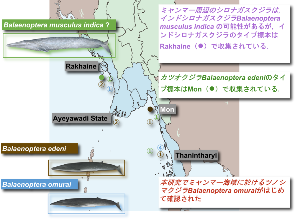 カツオクジラとツノシマクジラの分布