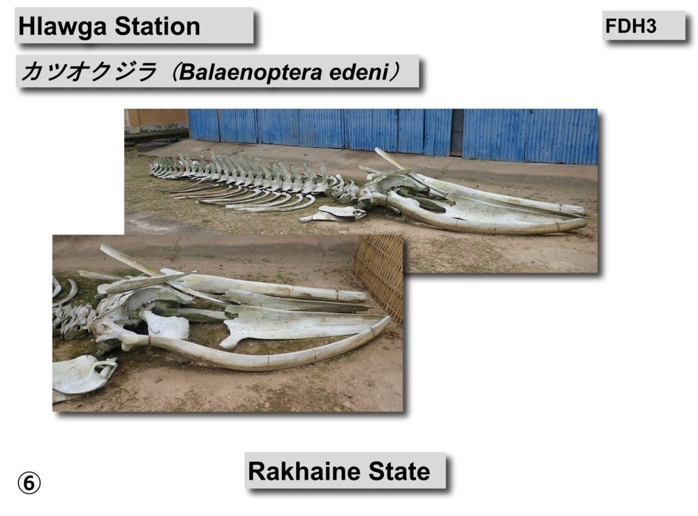 カツオクジラ骨格02