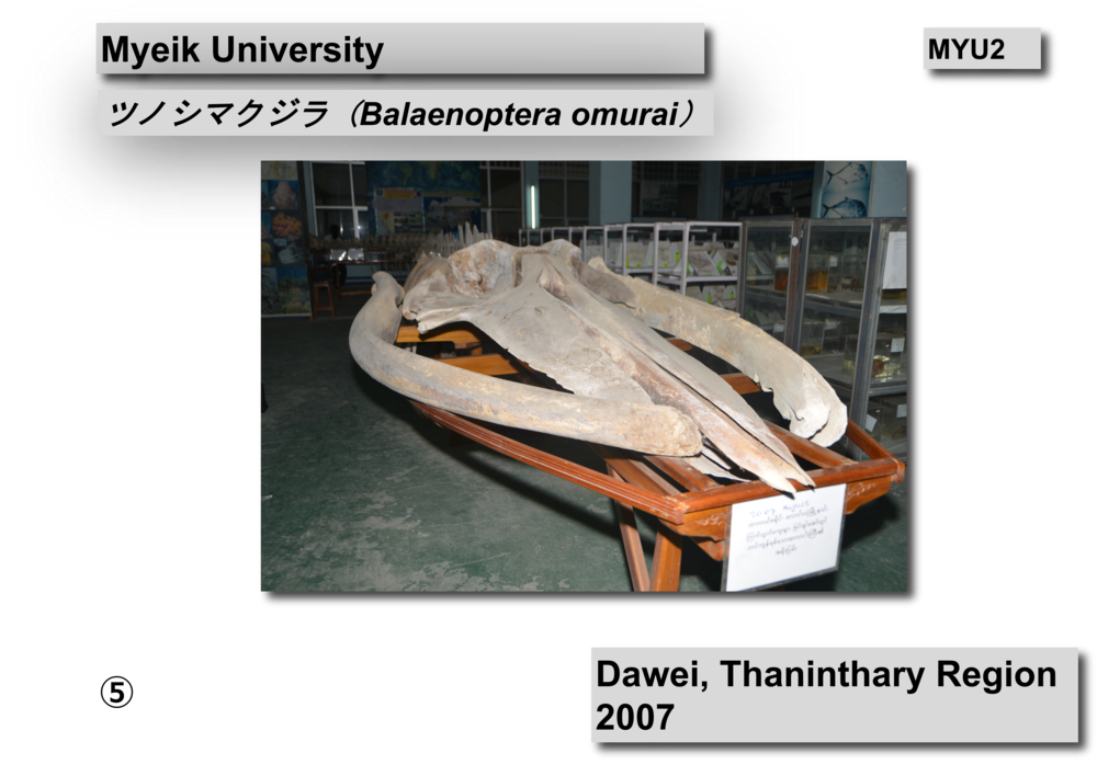 ツノシマクジラ骨格04