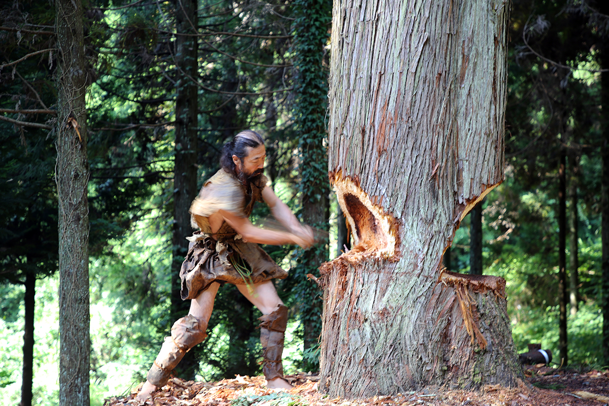Experimental test to cut down a big tree by replicated Palaeolithic tools.
