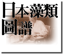 日本海藻学の祖，岡村金太郎の海藻画