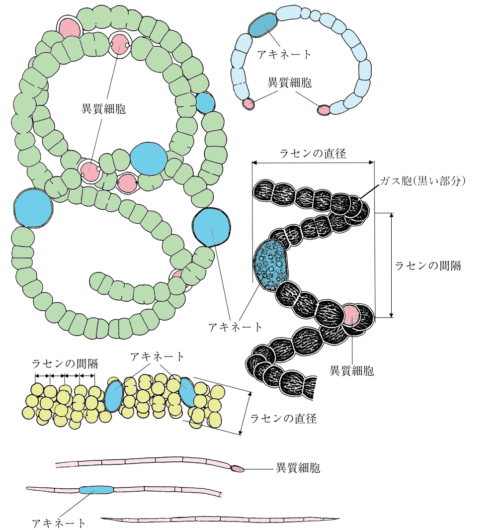 藍藻の細胞の図解
