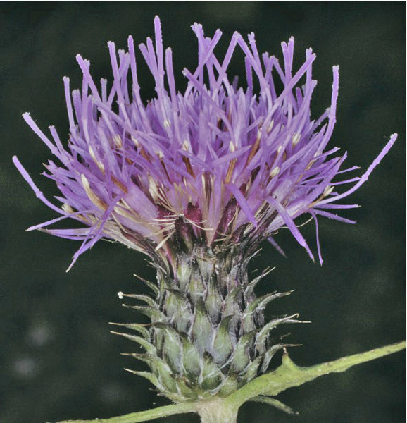 アザミの絵 アザミのイラスト素材 [53168394] - PIXTA