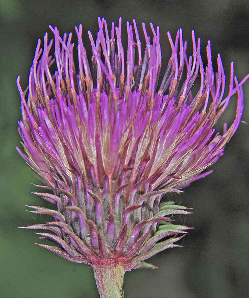 アザミの絵 ゴッホ《アザミの花》世界一やさしい刃、緑の遺言、棘に託した