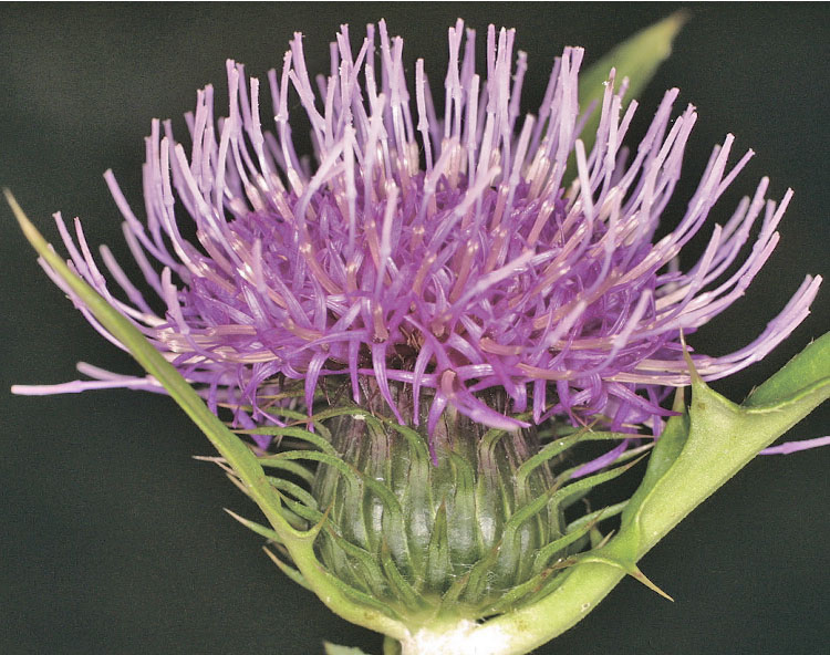 日本のアザミ：検索結果 >> 標本・資料データベース :: 国立科学博物館