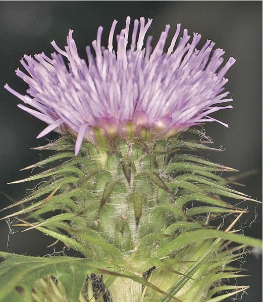 激レア　美品　ニュージーランド産　アザミイモガイ 激レア 美品 ニュージーランド産 アザミイモガイ - メルカリ