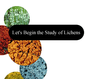 let's Bebin the Study of Lichens