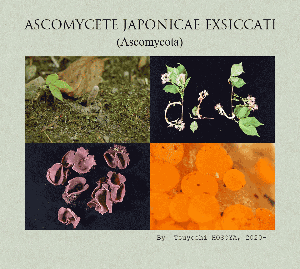Ascomycete Japonicae Exsiccati