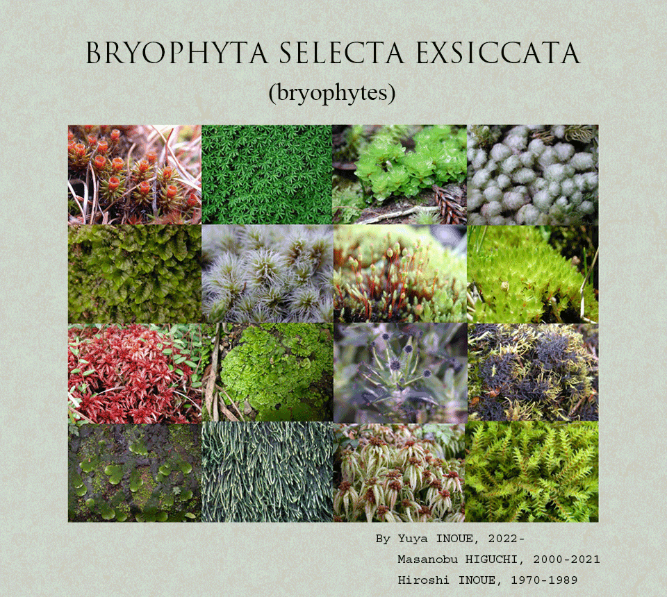 Bryophyta Selecta Exsiccata