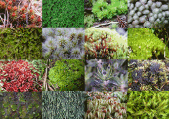 Bryophytes