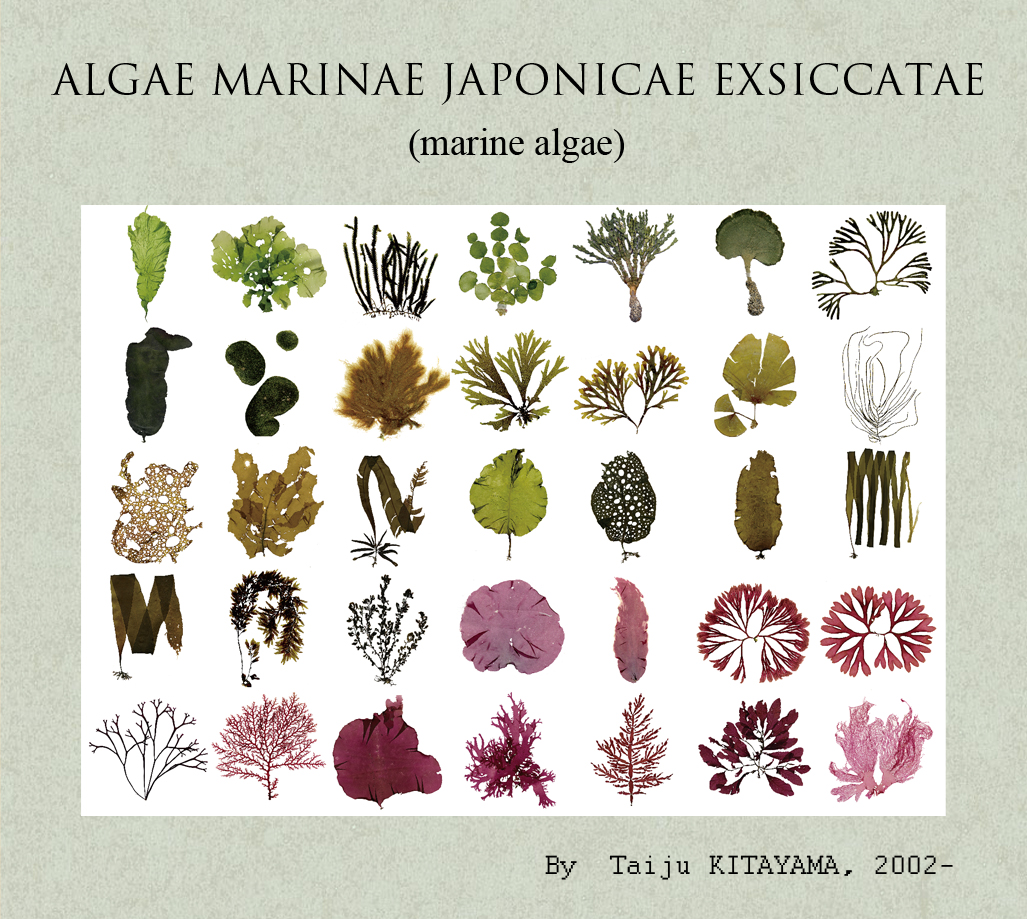 Marine algae