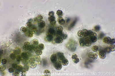 <i>Microcystis viridis</i>