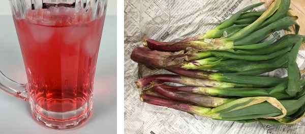 図1．フラボノイドの一種であるアントシアニンは抗酸化活性を有することで知られる（左 ハイビスカスティー、右 茨城県伝統野菜の赤ネギ）