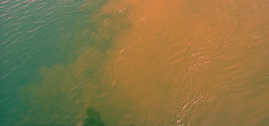 琵琶湖の淡水赤潮