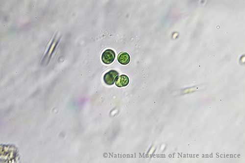 Limnococcus limneticus