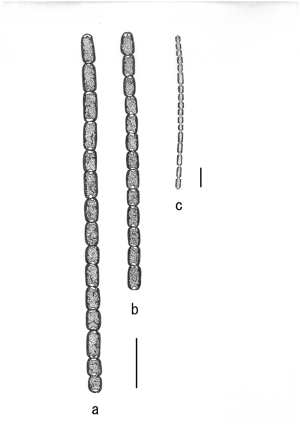 Pseudanabaena foetida var. subfoetida