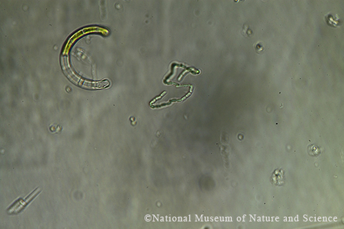 Romeria elegans x40