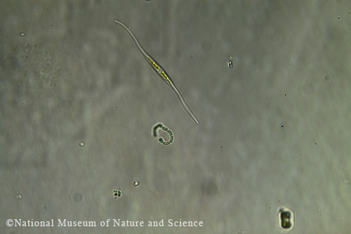 Romeria elegans x40