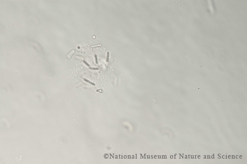 Lemmermanniella flexa