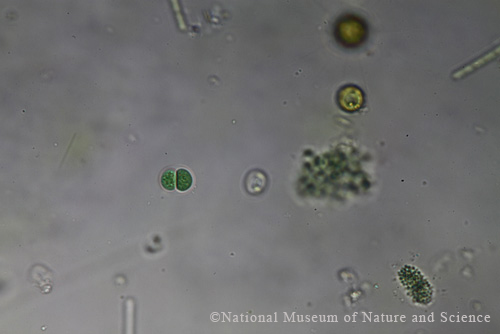 Chroococcus minutus x40