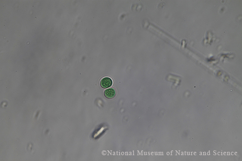 Chroococcus minutus x40