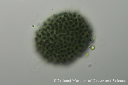 Microcystis flos-aquae