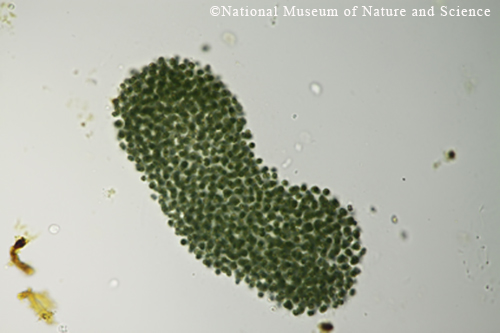 Microcystis flos-aquae