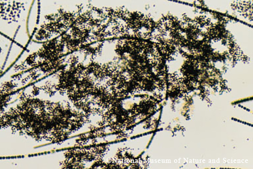 Microcystis ichthyoblabe