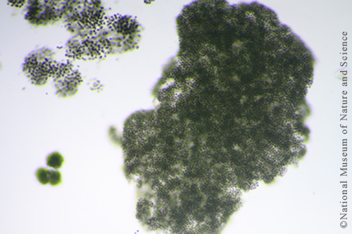 Microcystis ichthyoblabe